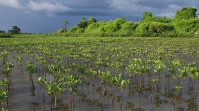 自2009年以来，Niodior在不同时间种植了成排的红树林树苗。其中一些树是作为国际碳信用计划的一部分种植的，但最近，岛民们继续自己种植。