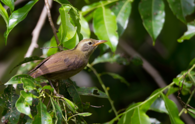 生态学家Jedediah Brodie收集了Pandanus Aimirikensis的标本，Pandanus aimirikensis是帕劳（Palau）特有的植物，这是一个受到海洋上升威胁的太平洋岛国；巨大的白眼只有在帕劳发现的濒危鸟。