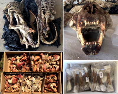 狮子骨骼、头骨和爪子准备标本,在右下方,一盒清洁狮子骨骼被发送到东南亚。