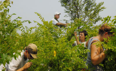特拉华州大学昆虫学家道格拉斯·塔丽萨斯（顶部）和学生比较中国和美国榆树的昆虫使用。