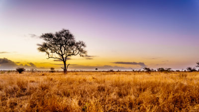 研究人员已经将南非的克鲁格国家公园（Kruger National Park）确定为适合种植树木的，即使它主要是一个天然开放的稀树草原生态系统。