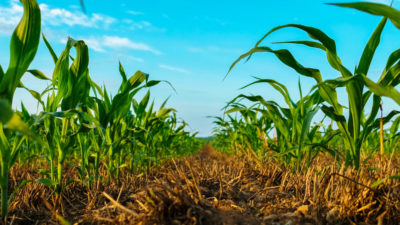 玉米生长在北卡罗来纳州的一个农场，使用免耕农业，这有助于保持富含碳的土壤结构。