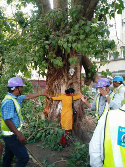 抗议者在孟买拥抱一棵老树，防止它被削减为地铁项目。