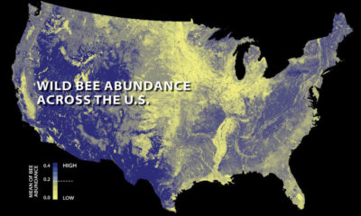 2013年美国野生蜜蜂数量丰富，黄色区域表示蜜蜂数量下降。