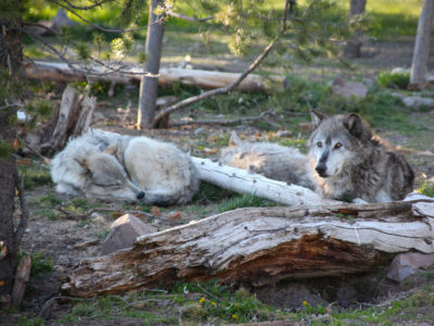 根据《濒危物种法案》，黄石国家公园重新引入了灰狼，而国会共和党人正在寻求对该法案进行改革。