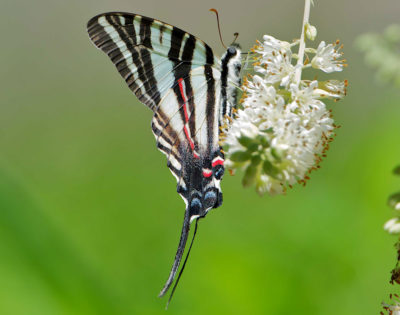 斑马燕尾完全依赖于花爪树，这些树是蝴蝶的幼虫的叶子。