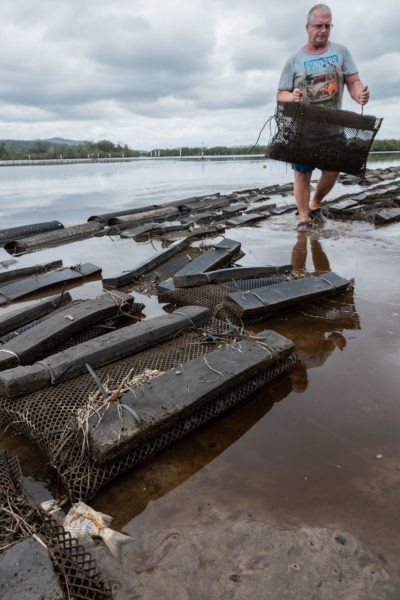 在麦克利河河口附近的克莱布卡溪地区，牡蛎养殖者托德·格雷厄姆正在检查他的笼子，因为上游的火山灰和酸性物质激增导致大量鱼类死亡。