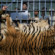 一群男子试图在印度钱德拉普尔附近出售老虎皮时被捕。