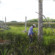 生态学家大卫·卡普兰调查死亡Yankeetown安营,海湾沿海树保存,佛罗里达。