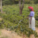 在乞力马扎罗山的斜坡上的农夫水咖啡树苗。