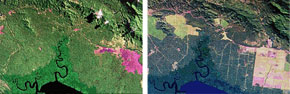 巴布亚新几内亚森林的破坏