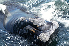 北大西洋露脊鲸的老茧