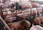 工业猪农场