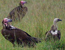 肯尼亚Masai Mara Game Reserve的秃鹰