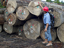 印度尼西亚东加里曼丹的木材采伐