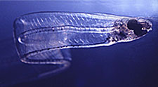 日本鳗鱼幼虫