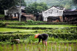 湖南省水稻收割