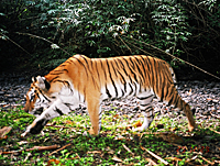 老虎在缅甸