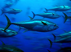 太平洋蓝鳍金枪鱼