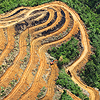 婆罗洲森林砍伐