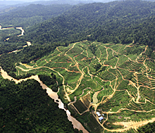 婆罗洲森林清算