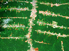巴西亚马逊道路森林砍伐