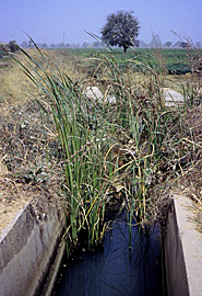 卡诺灌溉项目尼日利亚