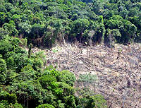 巴西的森林砍伐