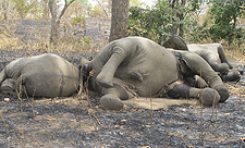 大象在喀麦隆非洲被屠杀
