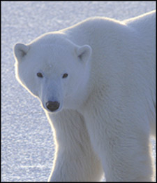 气候变化结束了哈德森湾北极熊