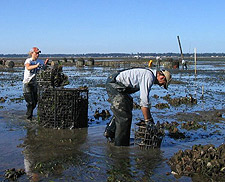 牡蛎养殖