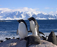 AdÃ©Lie Penguins南极洲