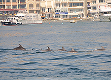 海豚在横跨博斯普鲁斯海峡