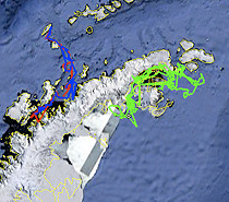 南极虎鲸追踪器