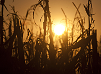 干旱破坏了印第安纳州的玉米秸秆
