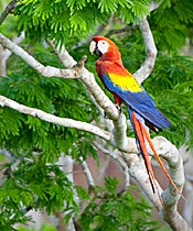 红金刚鹦鹉玛雅生物圈