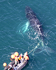 省沿海学习中心鲸鱼纠缠