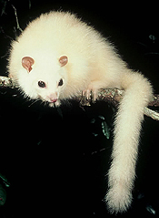 白色狐猴possum
